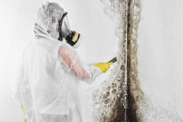Office Mold Removal Services in Lake Forest Park, WA