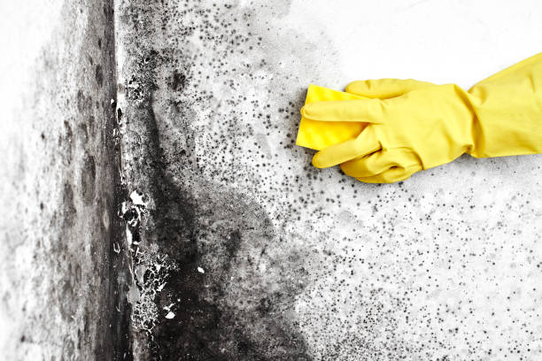 Best Certified Mold Removal  in Lake Forest Park, WA