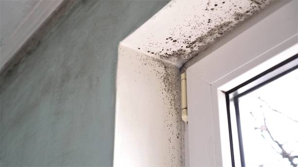 Trusted Lake Forest Park, WA Mold Removal Experts