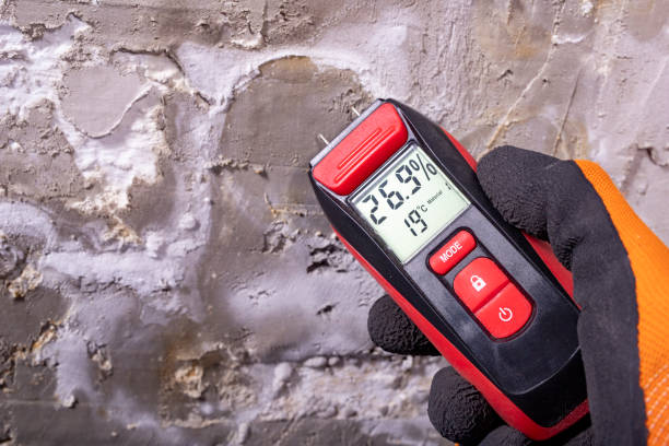 Best Same-Day Mold Removal  in Lake Forest Park, WA