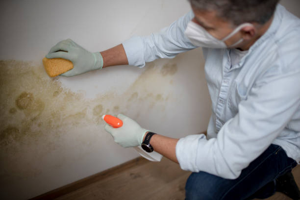 Best Attic Mold Removal  in Lake Forest Park, WA
