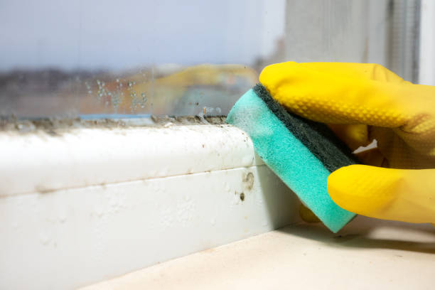 Best Mold Remediation  in Lake Forest Park, WA