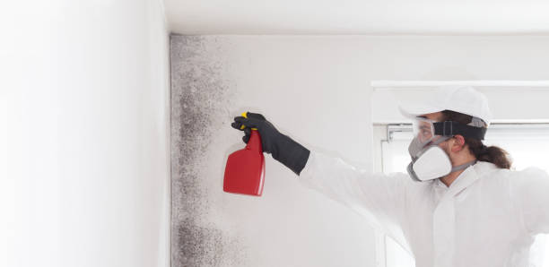 Best Mold Cleaning Services  in Lake Forest Park, WA