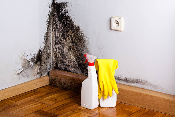 Best Mold Testing  in Lake Forest Park, WA