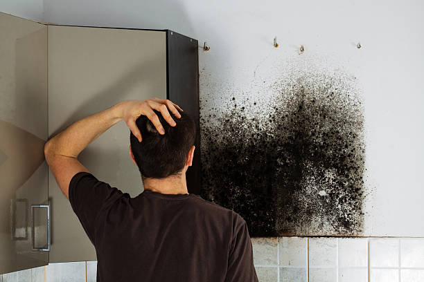 Best Emergency Mold Removal  in Lake Forest Park, WA
