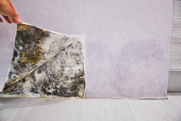 Best Mold Damage Repair  in Lake Forest Park, WA